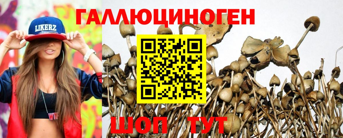 Галлюциногенные грибы Psilocybe Солнечногорск